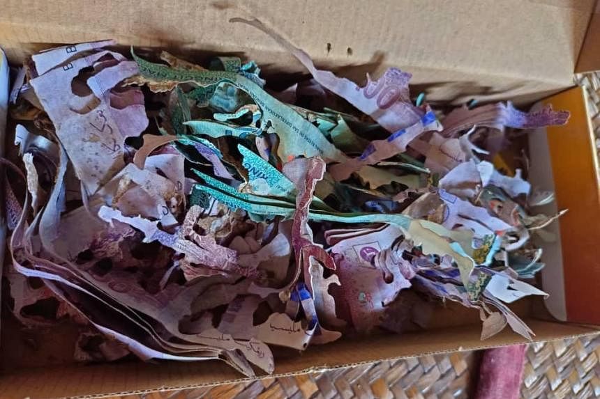 Reduced to shreds: Malaysian grandma&rsquo;s $8,700 savings eaten by termites