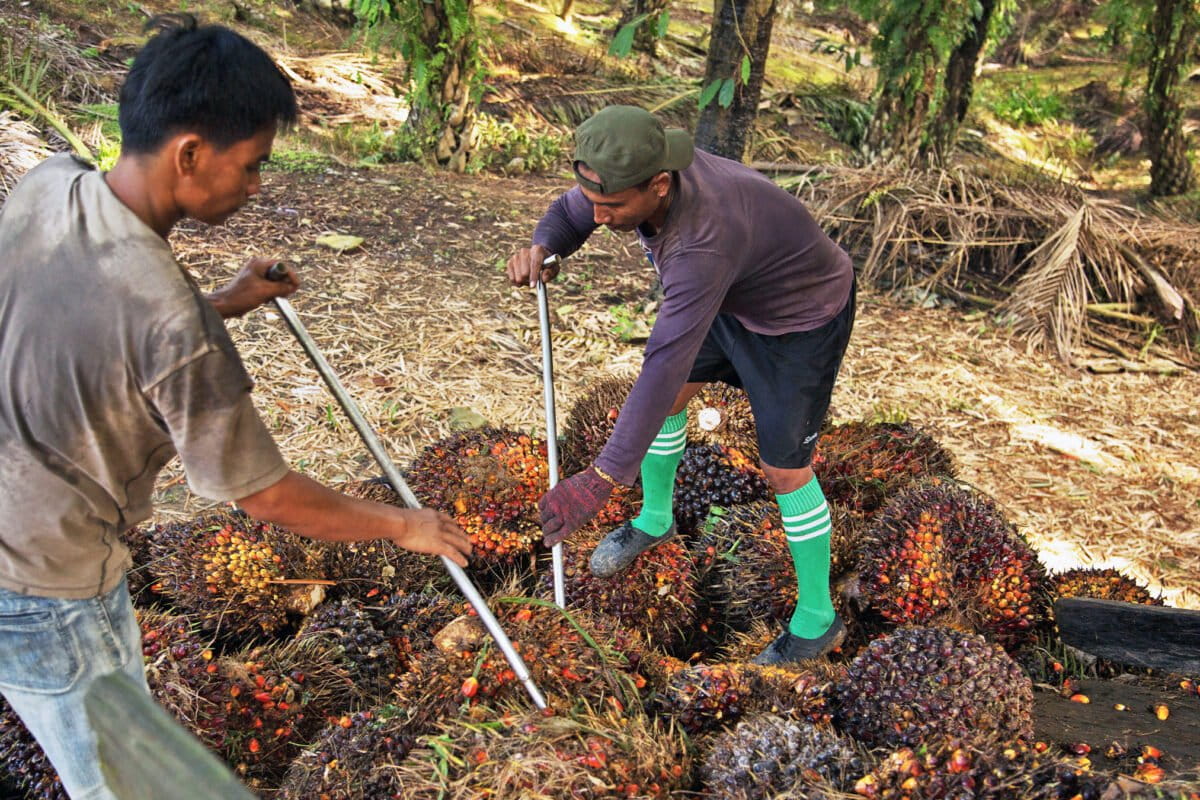 Group certification helps Malaysia&rsquo;s Sabah aim for palm oil sustainability