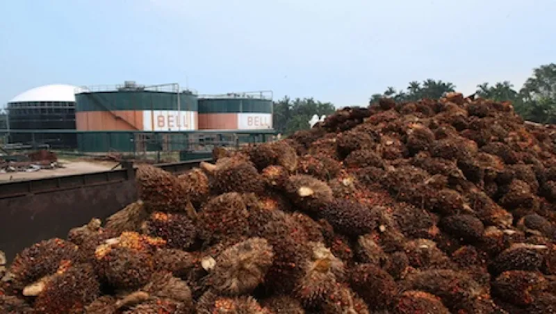 The Malaysian Palm Oil Industry Is on Fire in More Ways Than One